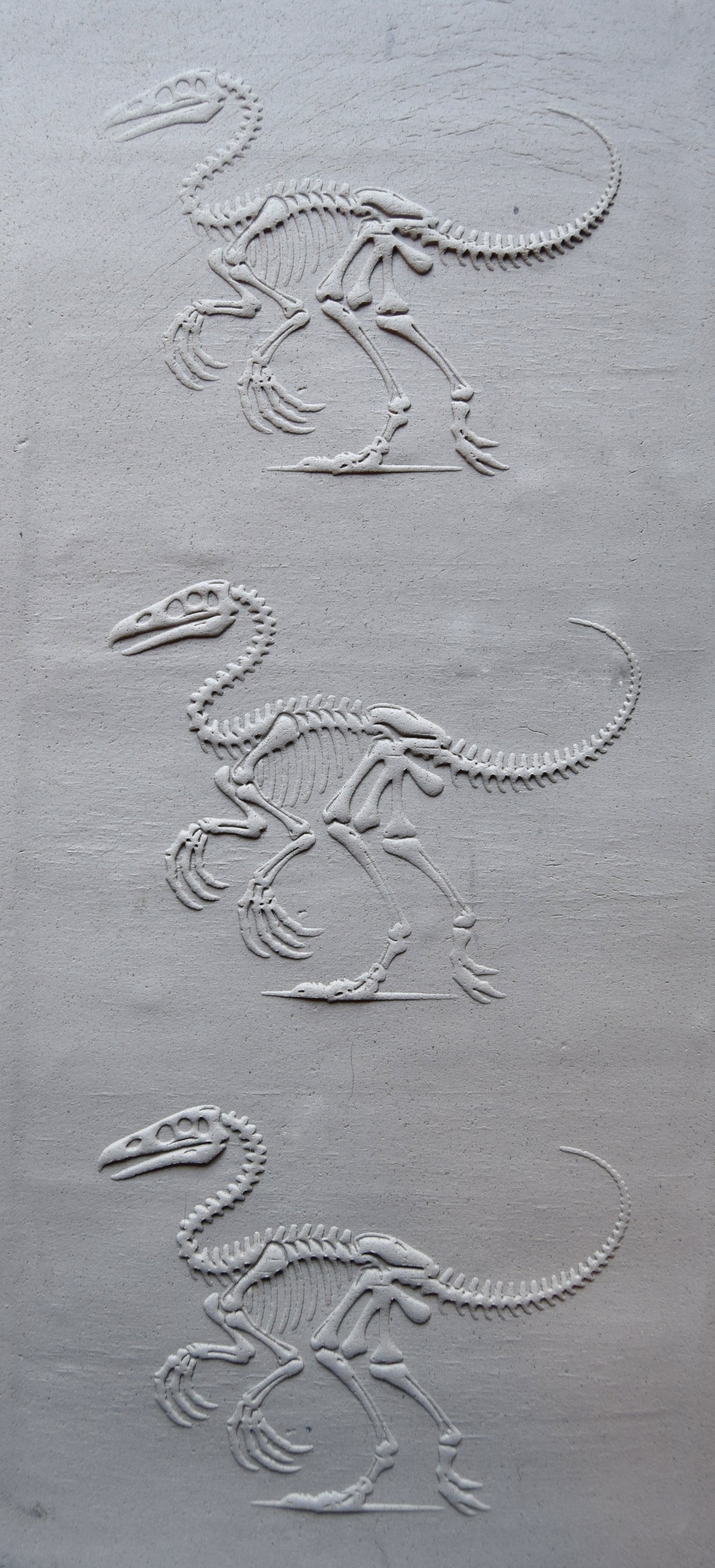 Z*Texture Roller- Gallimimus Fossil