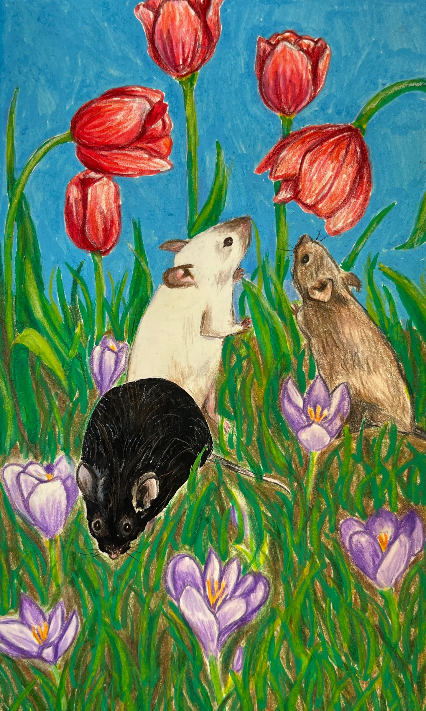 Bailey Shoaf- Field Mice