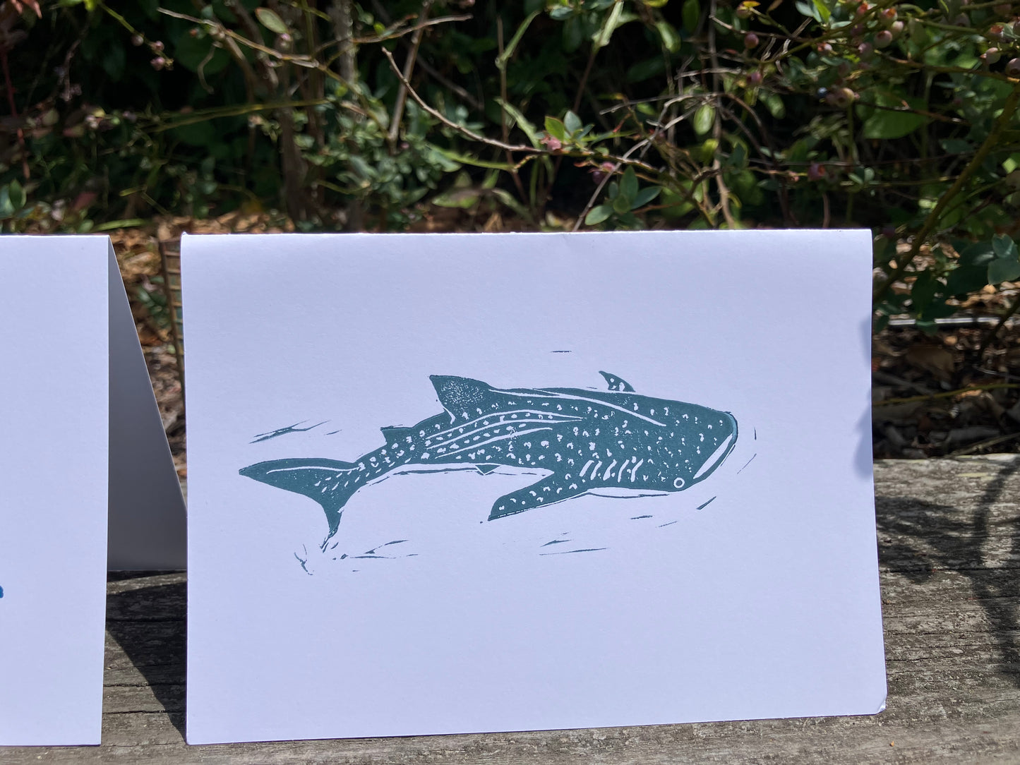 Gillian Ashenfelter- Pelagic Shark Trio Card Set