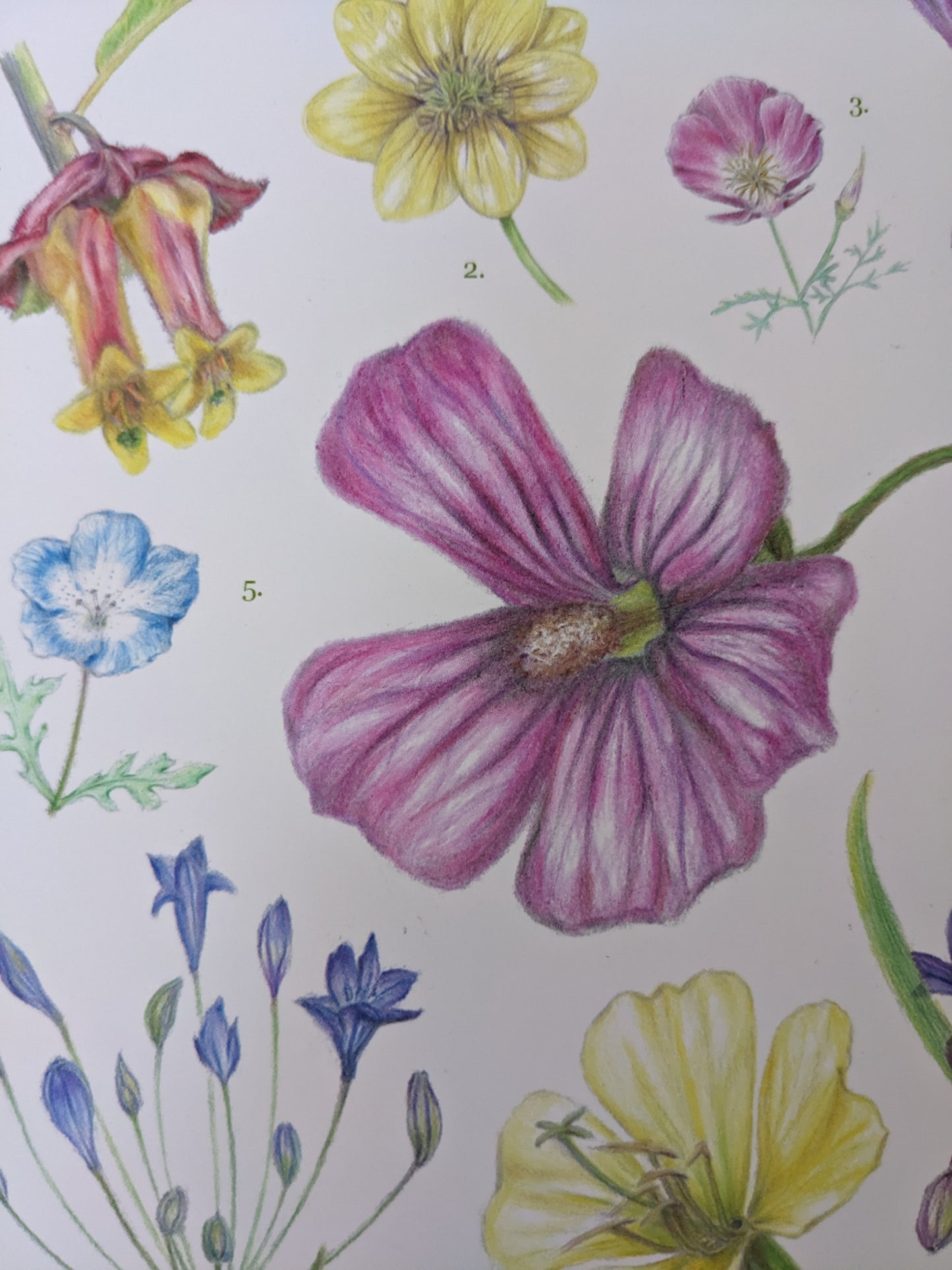 Laura Shigemoto- California Native Flora B