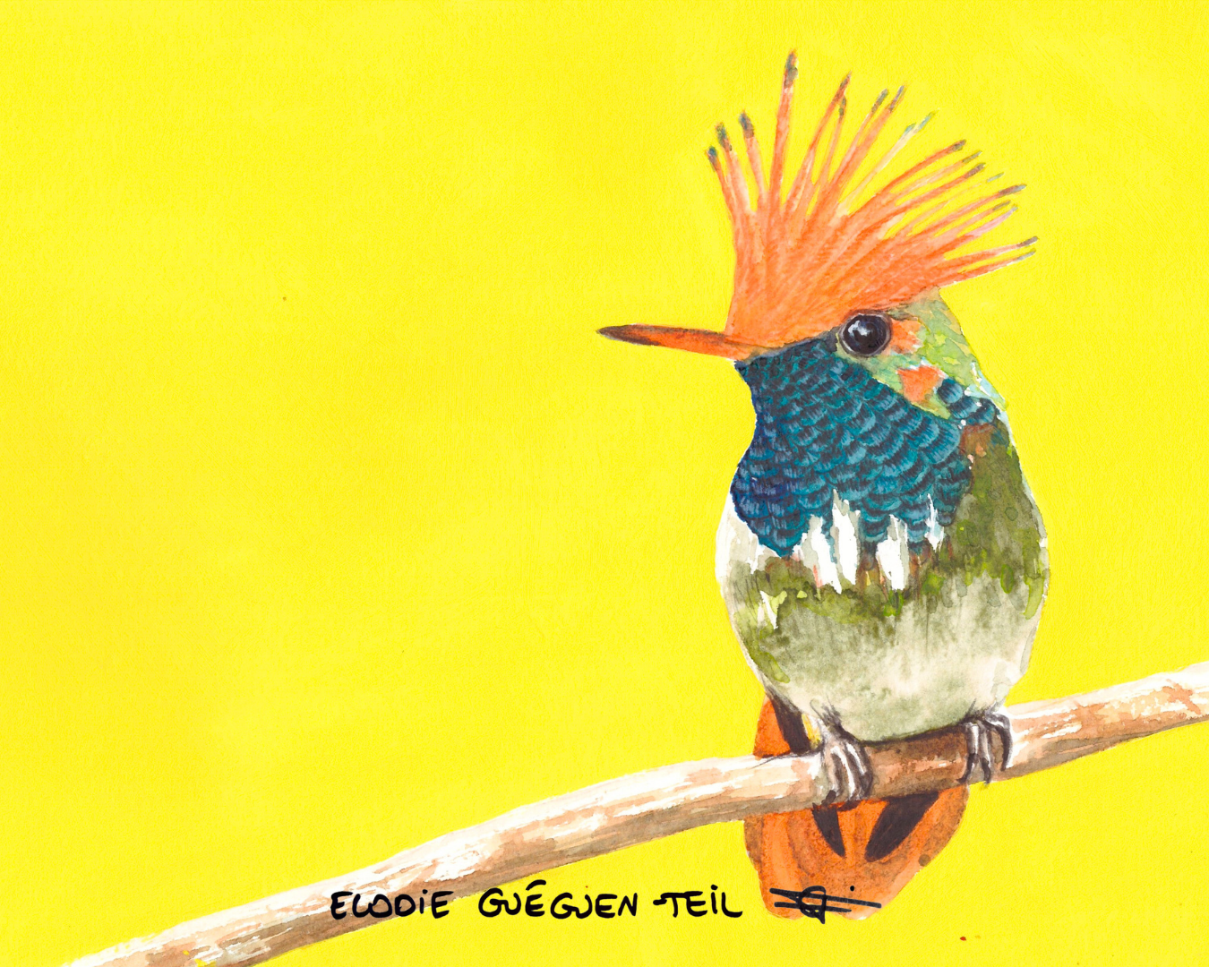 Elodie Guéguen-Teil- Short Crested Coquette (Lophornis brachylophus)