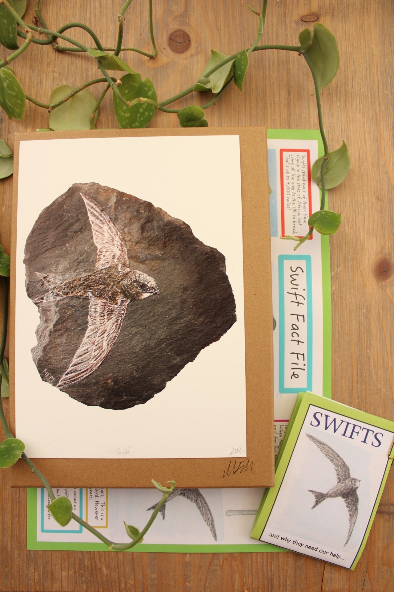 Megan Fearnley Marron- Swift