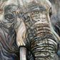 Ali Hassan- Fauna mundial