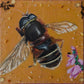 Madison Varney- Bog Hoverfly - Eristalis cryptarum