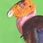 Elodie Guéguen-Teil- California Condor (Gymnogyps californianus)