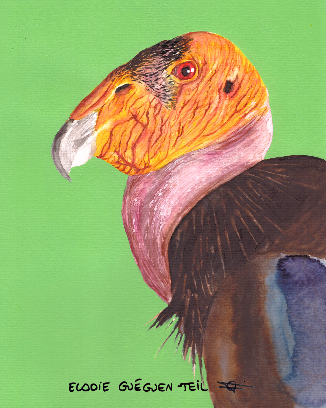 Elodie Guéguen-Teil- California Condor (Gymnogyps californianus)