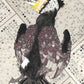 Harriet Pilcher- Cormorant