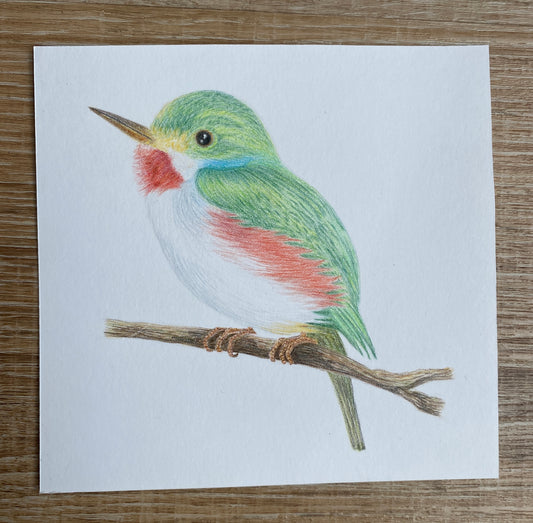 Angelica Apache Franco- Cuban Tody