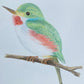 Angelica Apache Franco- Cuban Tody