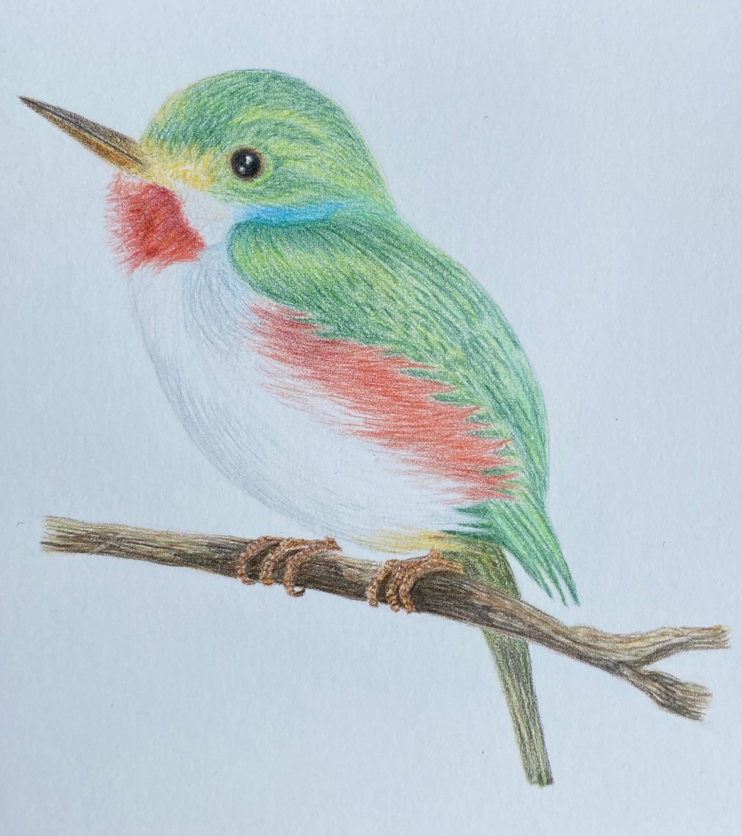 Angelica Apache Franco- Cuban Tody