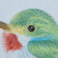 Angelica Apache Franco- Cuban Tody