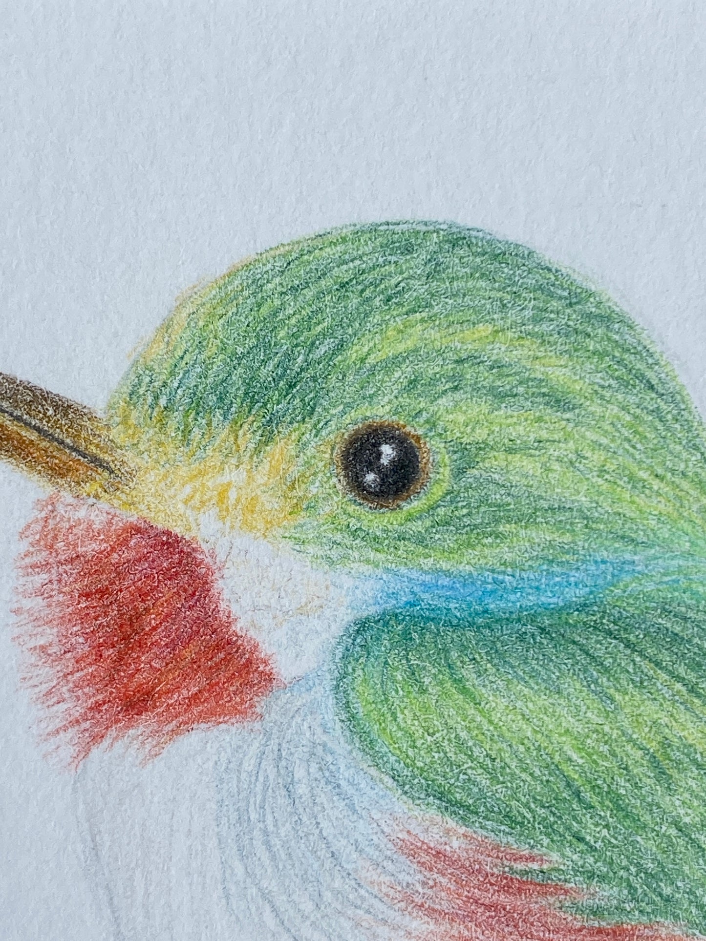 Angelica Apache Franco- Cuban Tody