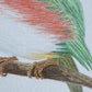 Angelica Apache Franco- Cuban Tody
