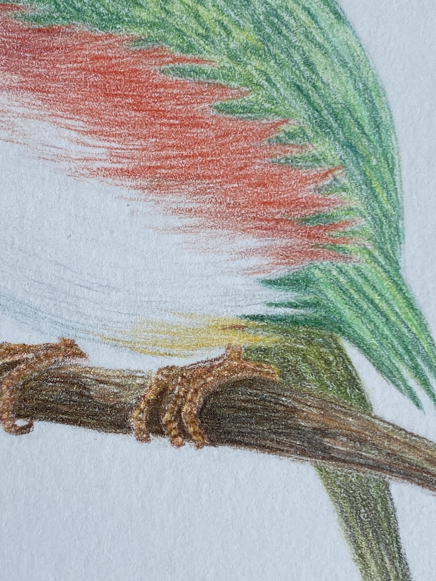Angelica Apache Franco- Cuban Tody