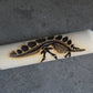 Z*Texture Roller- Stegosaurus Fossil