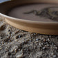 Large Fossil Plate 04