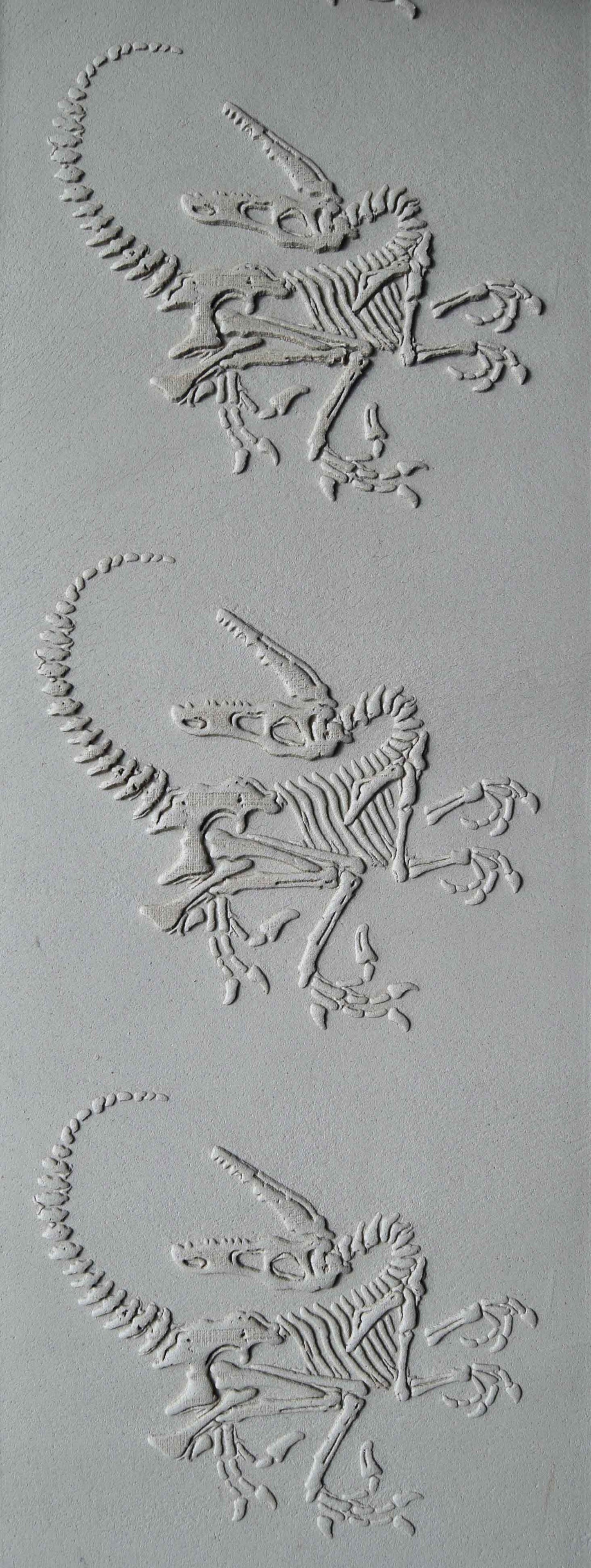 Z*Rodillo de Textura - Fósil de Velociraptor Retorcido