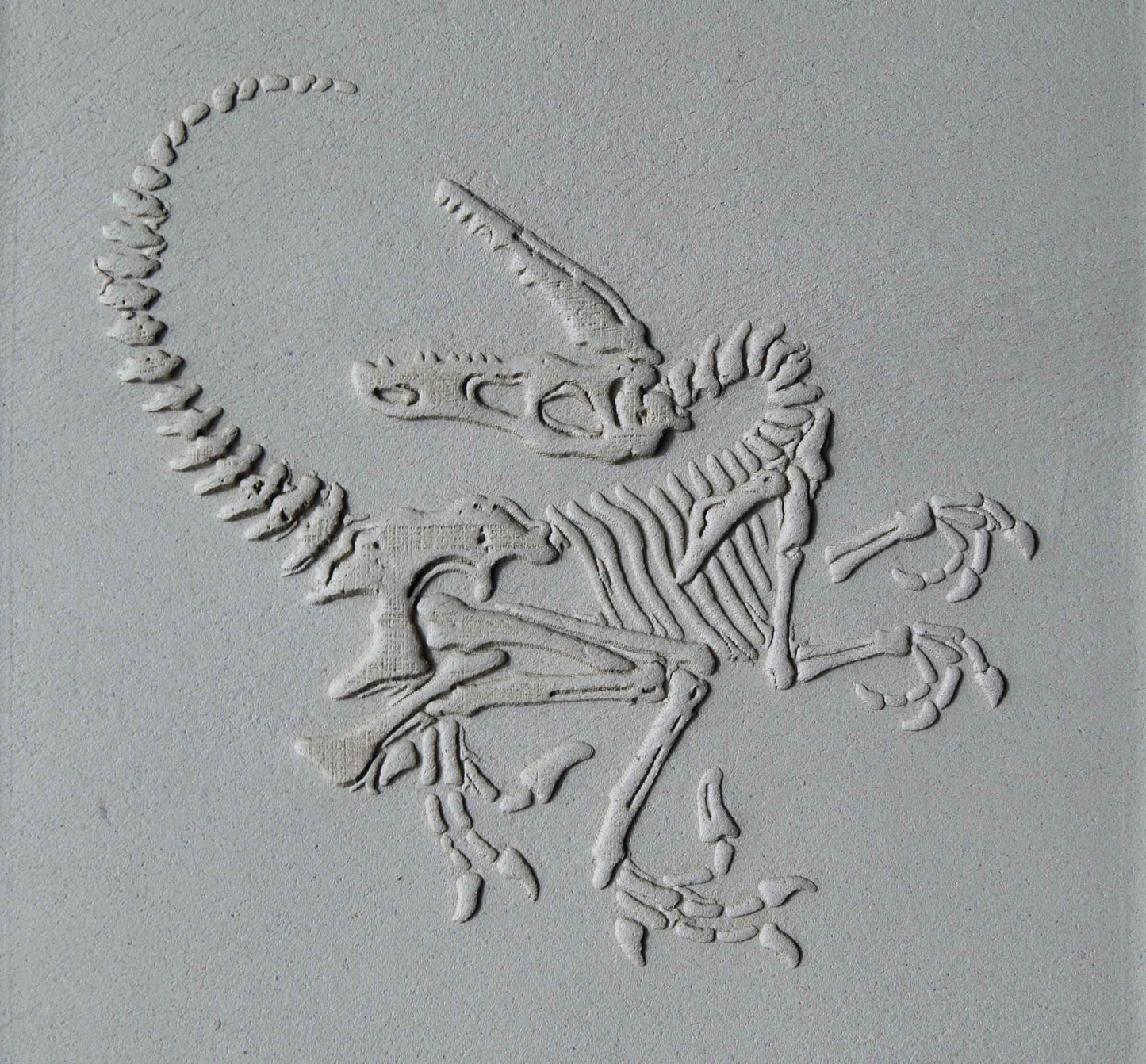 Z*Rodillo de Textura - Fósil de Velociraptor Retorcido
