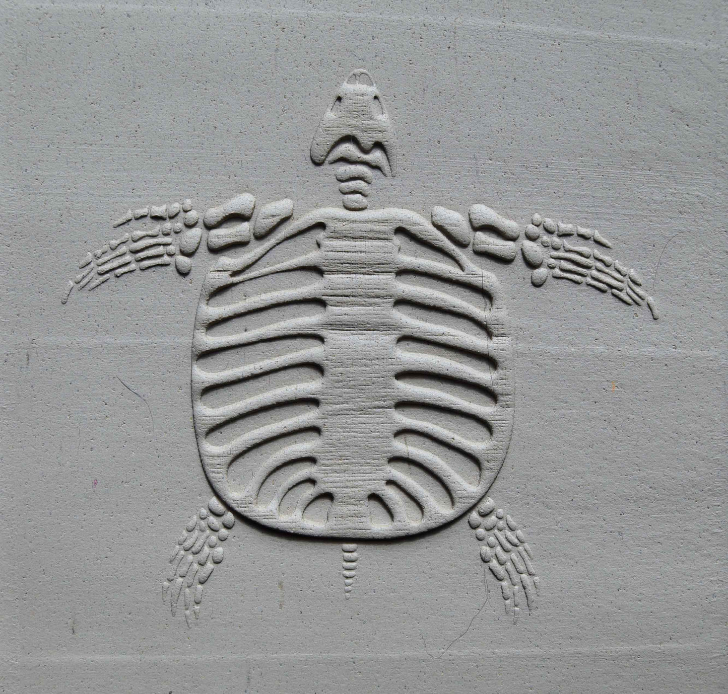 Z*Texture Roller - Fossile de tortue Archelon