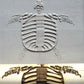 Z*Texture Roller - Fossile de tortue Archelon