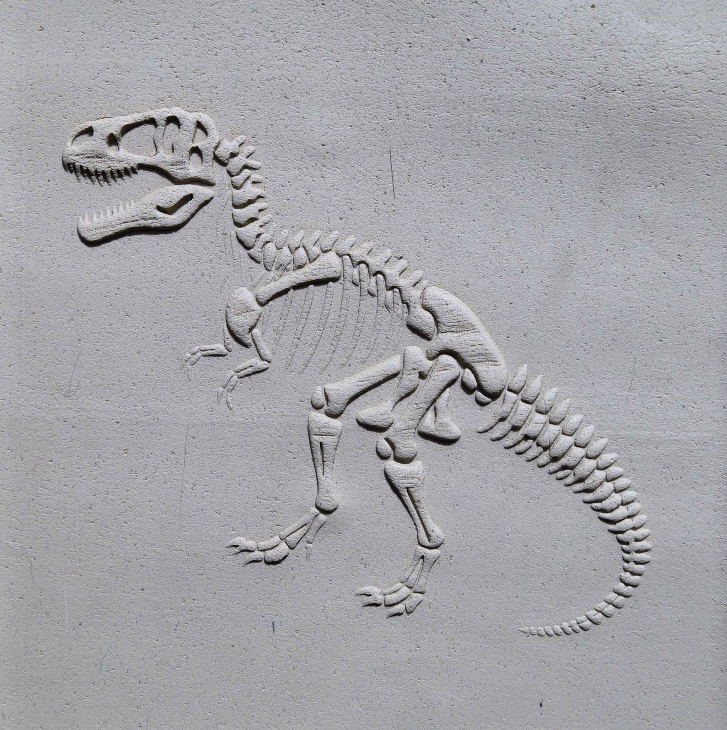 Z*Rodillo de textura - Fósil de Tyrannosaurus 2