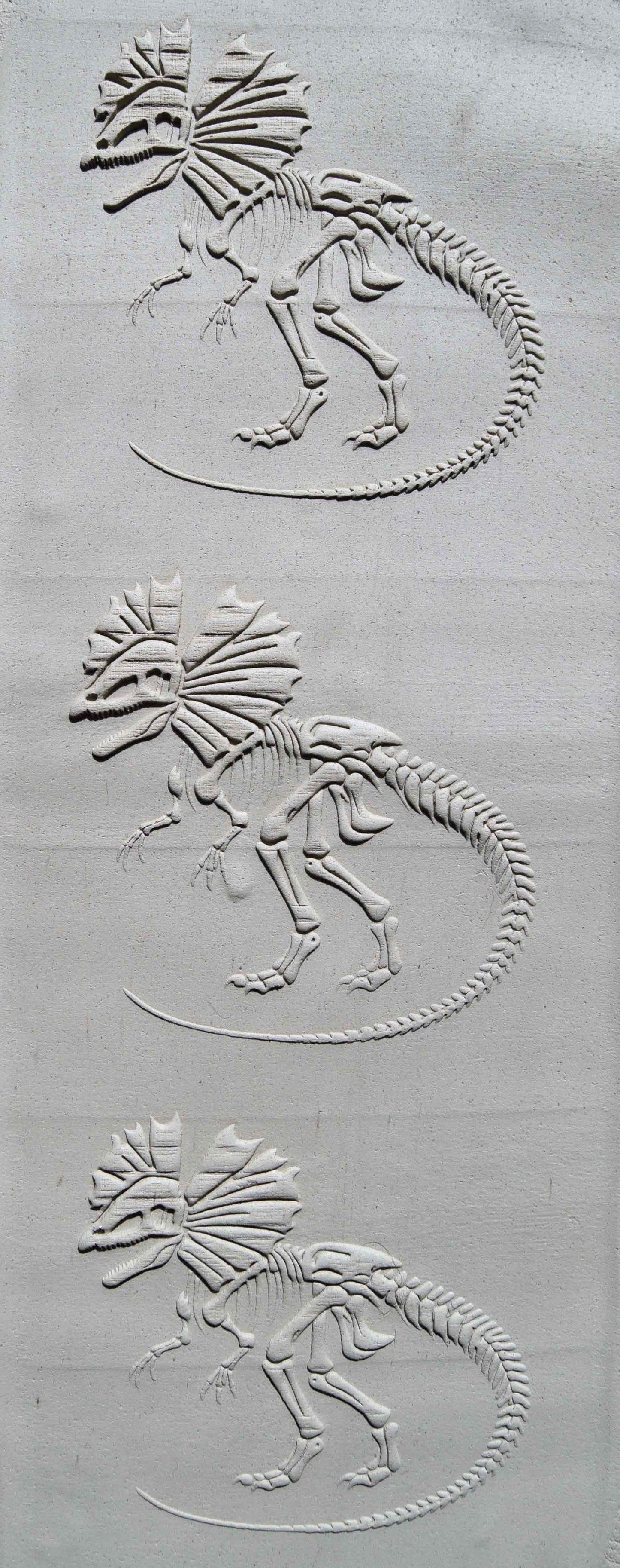Z*Rodillo de textura - Fósil de Dilophosaurus (con cresta)