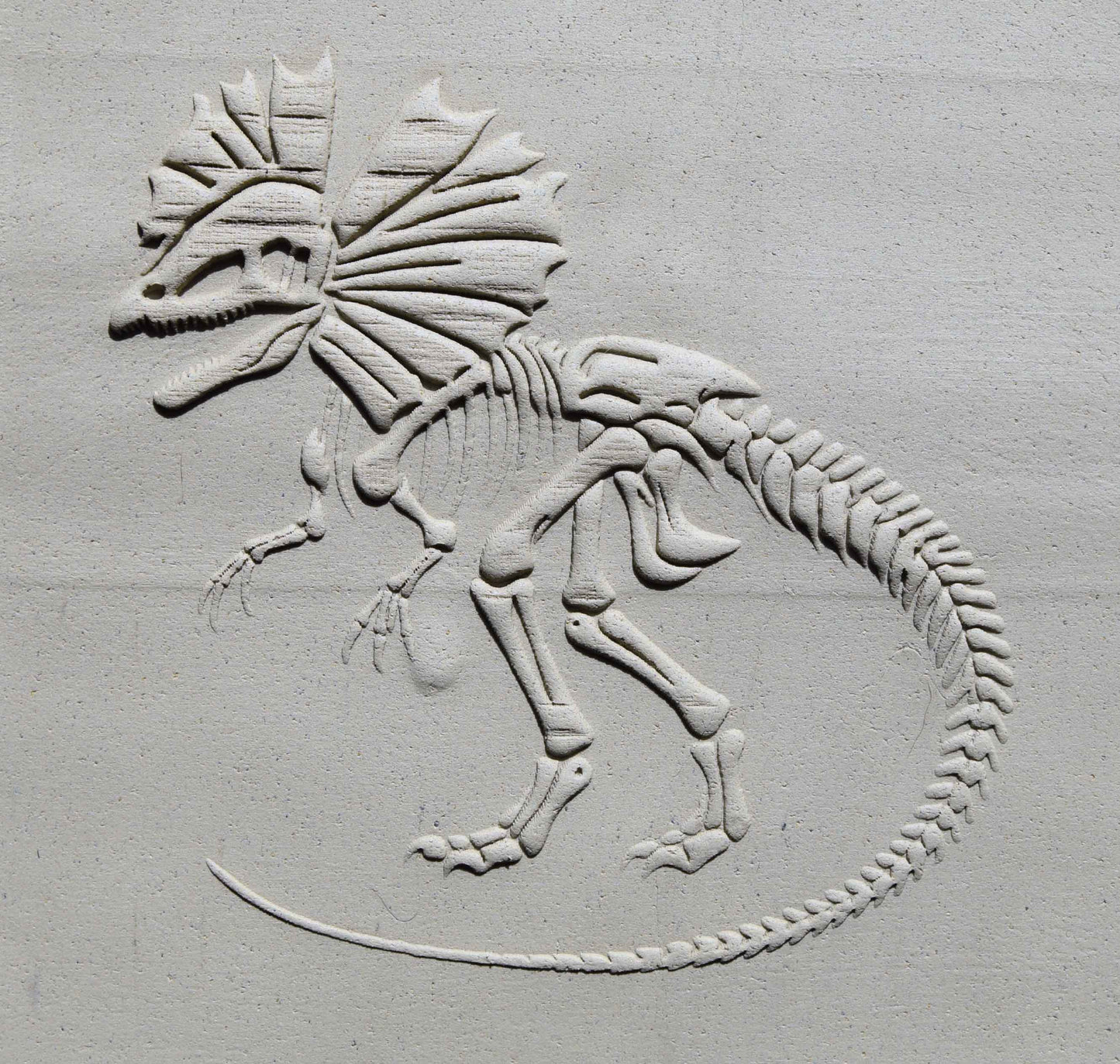 Z*Rodillo de textura - Fósil de Dilophosaurus (con cresta)