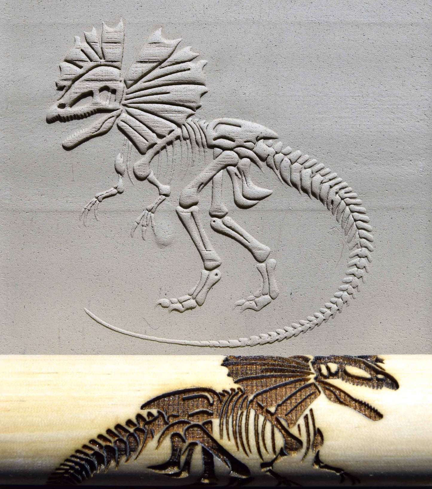 Z*Rodillo de textura - Fósil de Dilophosaurus (con cresta)