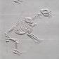 Rodillo Z*Texture - Fósil de Smilodon