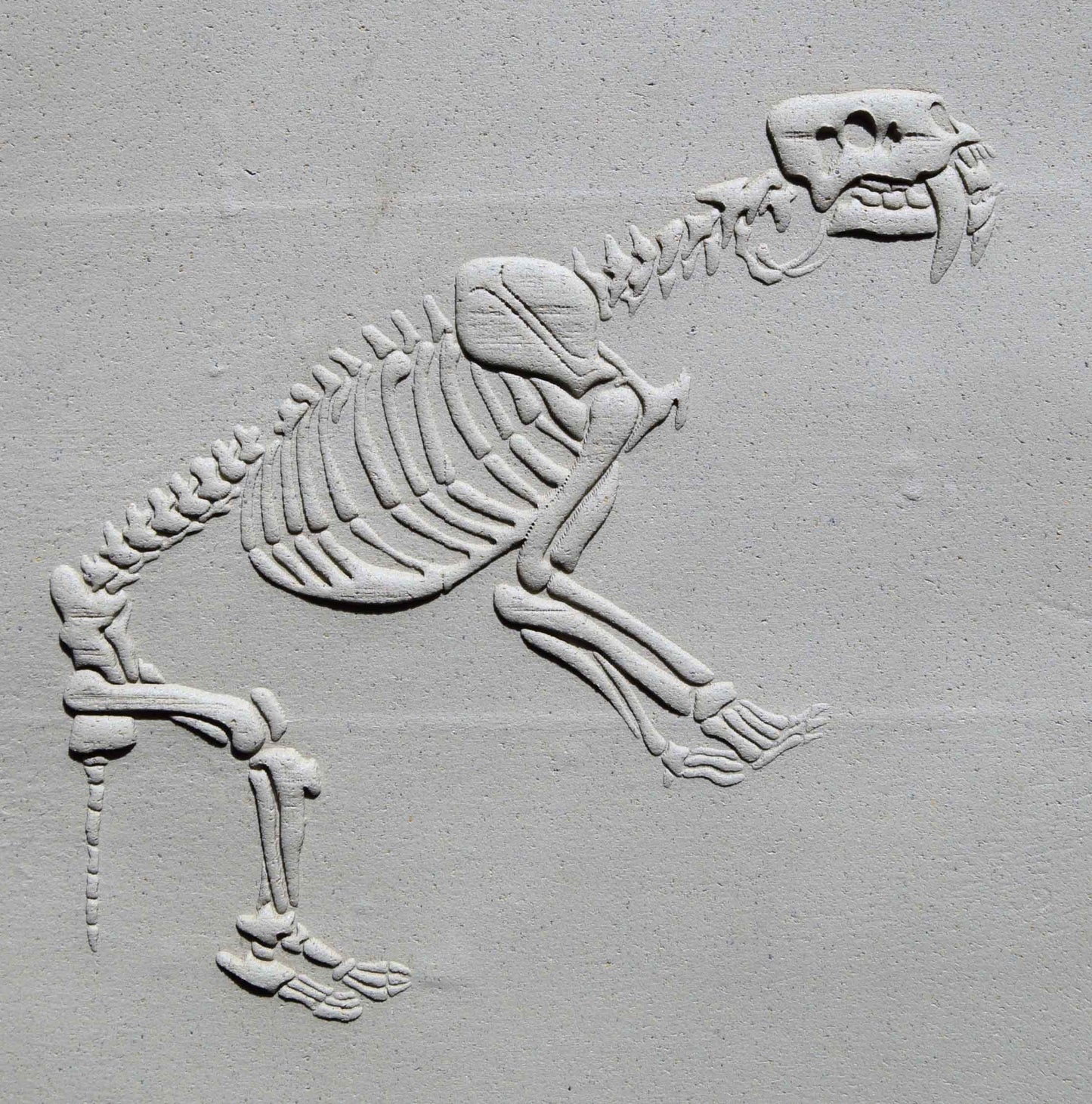 Rodillo Z*Texture - Fósil de Smilodon