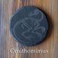 Z* Sous-verres fossiles