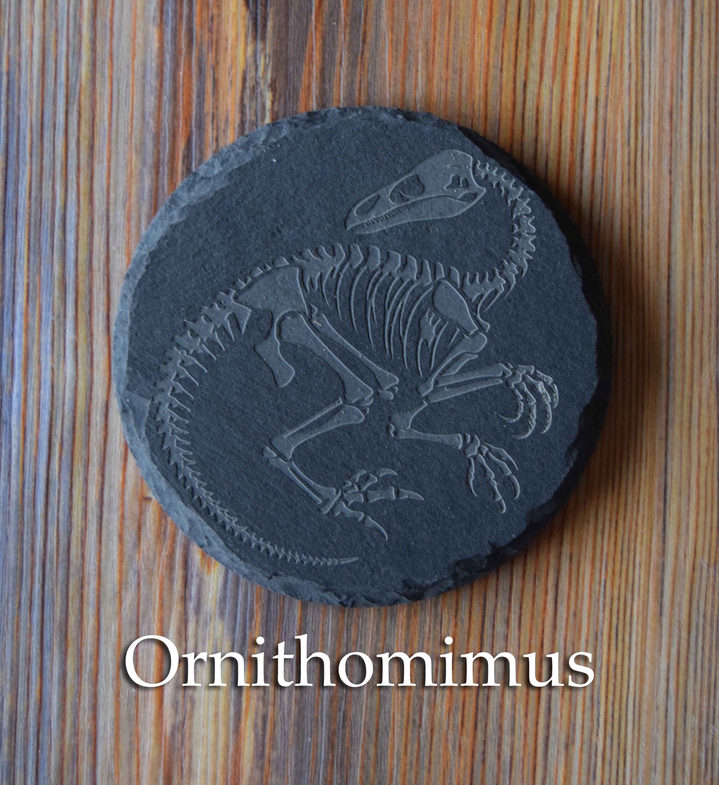 Z* Sous-verres fossiles