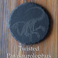 Z* Sous-verres fossiles