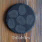 Z* Sous-verres fossiles