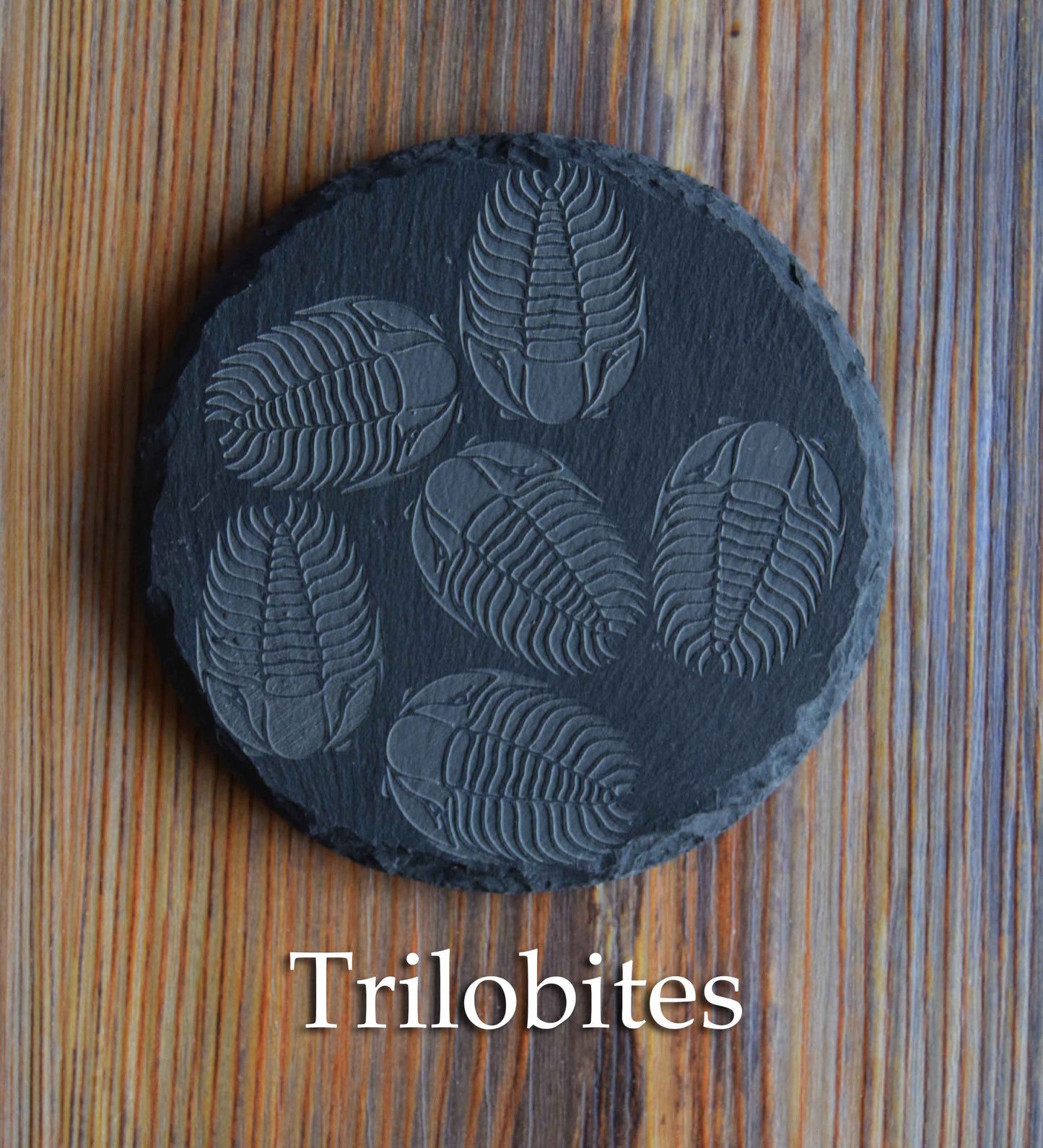 Z* Sous-verres fossiles