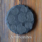 Z* Sous-verres fossiles