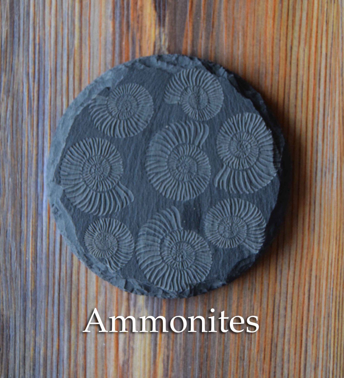 Z* Sous-verres fossiles