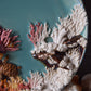Kelsey Schroeder- Coral Reef Plate
