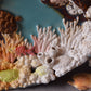 Kelsey Schroeder- Coral Reef Plate