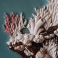Kelsey Schroeder- Coral Reef Plate
