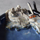 Penguin Trinket Plate (crystal)