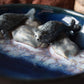 Harbor Seals Trinket Plate