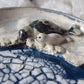 Harp Seals Trinket Plate (dark)