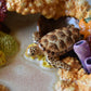 Coral Reef Jewelry Dish (plate)