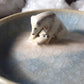 Polar Bears Trinket Plate