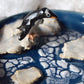 Gentoo Penguin Trinket Plate (dark)
