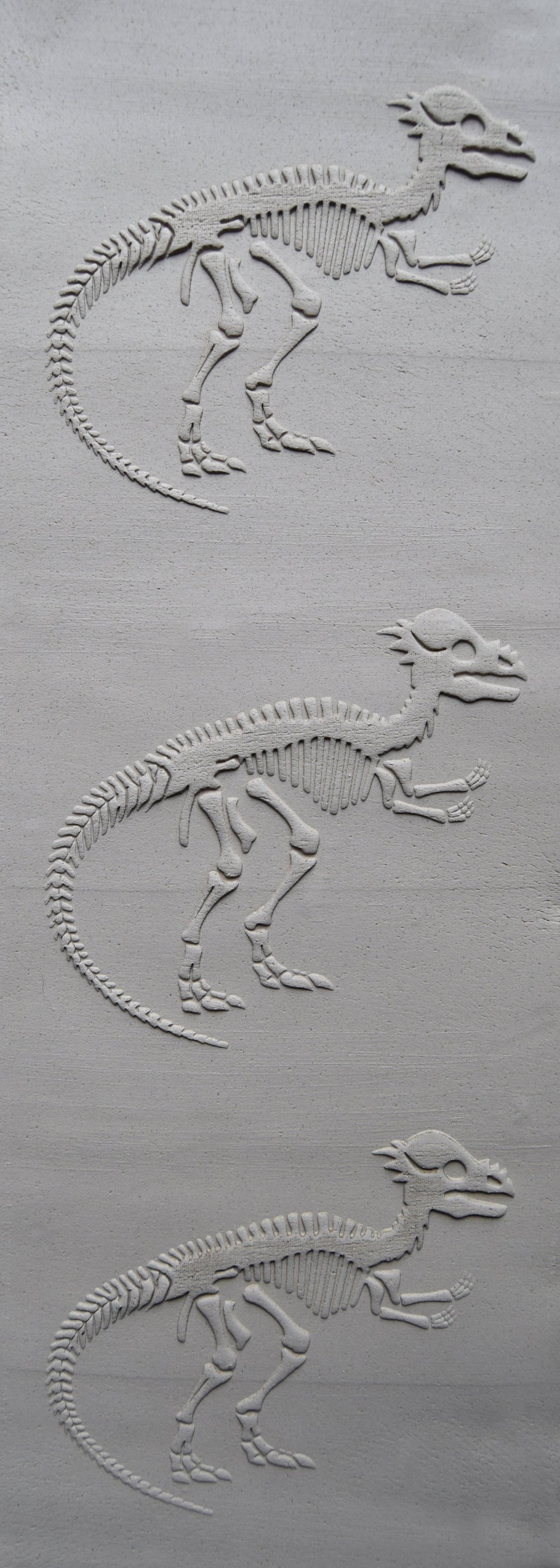 Z*Texture Roller- Pachycephalosaurus Fossil