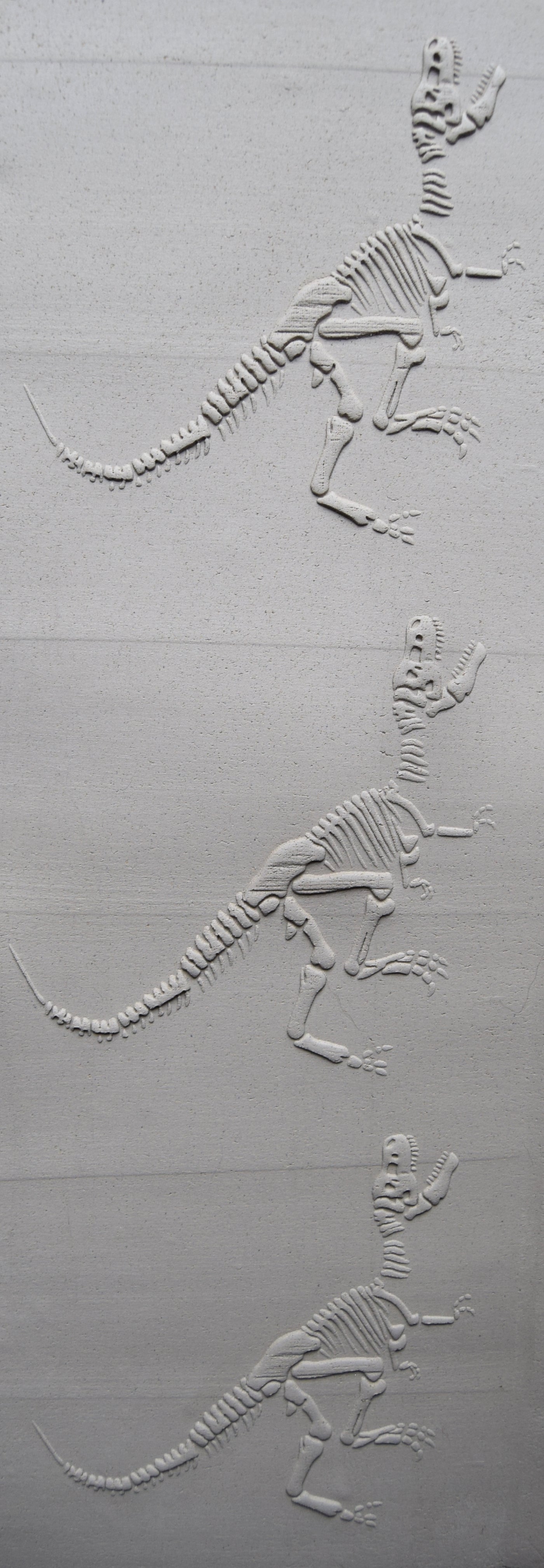 Z*Texture Roller- Tyrannosaurus Fossil (disarticulated)