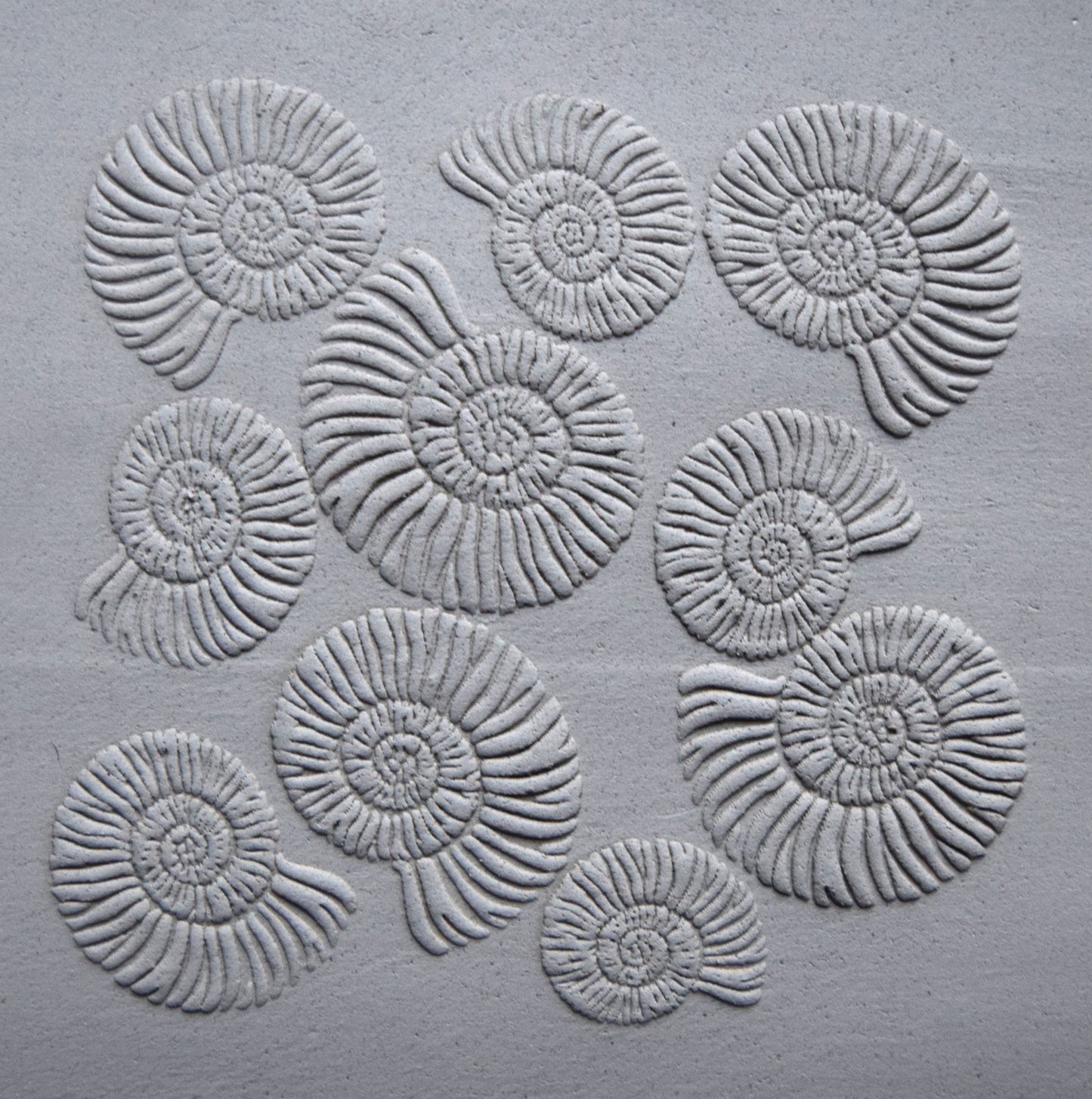Z*Texture Roller- Ammonite (multi) Fossil