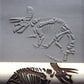 Z*Texture Roller- Triceratops Fossil (disarticulated)